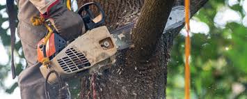 How Our Tree Care Process Works  in  Salamanca, NY