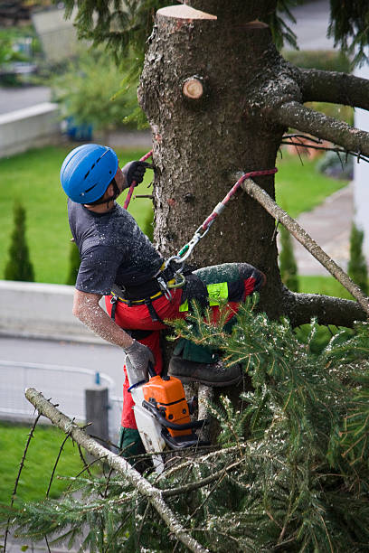 Best Root Management and Removal  in Salamanca, NY